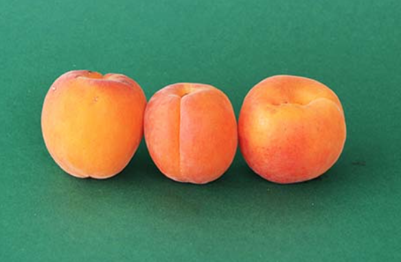 Espárragos en conserva blancos con sardinas a la plancha y albaricoques tamaño puño.